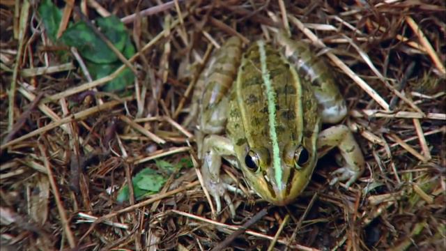 【未刪減版】MULTI SUB《犀利仁師》Incisive Great Teacher EP08 元芳不幸被蛇咬傷 | FULL | 歡迎訂閱【湖蝶劇場】丨 #吳奇隆 #劉詩詩 #張哲瀚 #何潤 смотреть онлайн