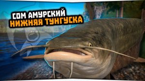 Сом амурский • р  Нижняя Тунгуска • Русская Рыбалка 4