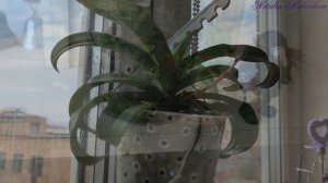 СУБСТРАТ/ГРУНТ, ФИТИЛЬ для посадки ОРХИДЕИ В ВОПРОСАХ и ОТВЕТАХ. ПОСАДКА, ПЕРЕСАДКА Фаленопсиса!!!