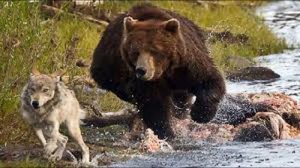 НАПАДЕНИЕ ВОЛКОВ  Как действовать