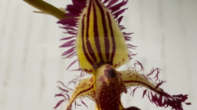 Красивущая орхидея с неожиданным ароматом смотреть онлайн