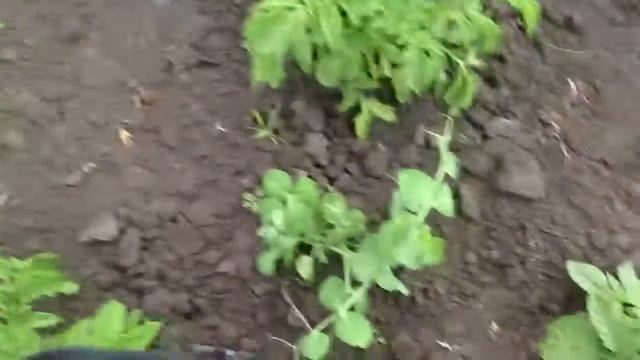 Однолетники как многолетники