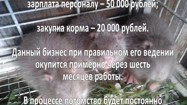 Разведение нутрий. Бизнес-идея. смотреть онлайн
