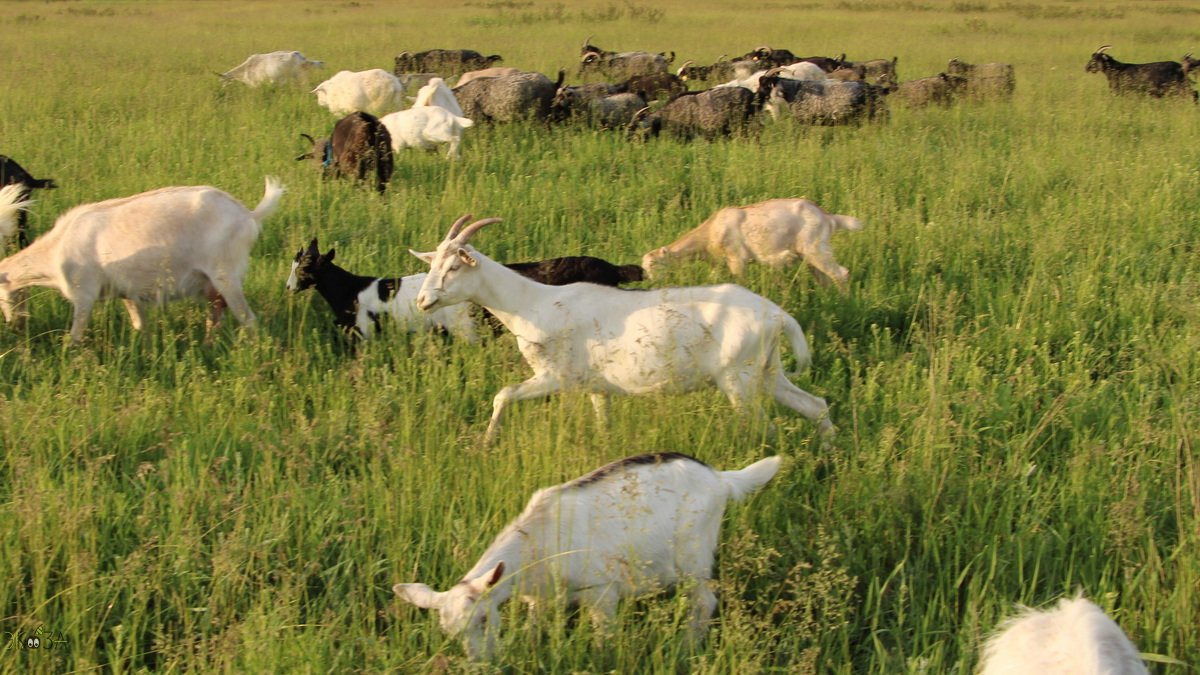 Козы и птицы в июне. Кукушка. Желтые трясогузки и камышевки-дроздовки