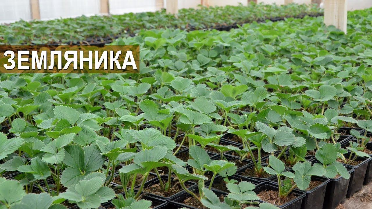 Выращивание рассады земляники. Цветочный бизнес Кайгородцевых.