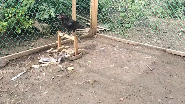 Ворон Гоша прячет мышь ? смотреть онлайн