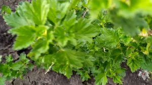 Результат пересадки многолетних кустов крыжовника