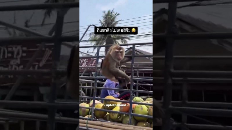 Едут на работу добывать кокосы  #asia #monkey #vibes #funny