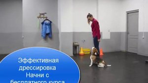 Дрессировка бигля  - самое важное в обучении бигля