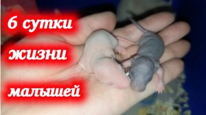 Нашим малышам 6 суток, детки Кузи и Дуси растут! Домашние крысы.