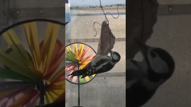 Дятел смотреть онлайн