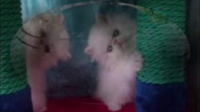 история персидских кошек смотреть онлайн