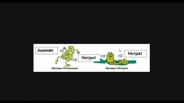 И снова про диатомовые! (сгорел свет и...пропали диатомовые!)