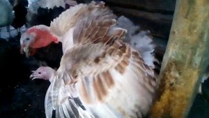 Индюк топчет индюшку