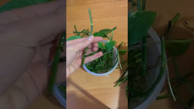 Сциндапсус. смотреть онлайн