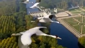 журавлиная песня