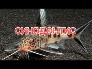 СИНОДОНТИС ИЛИ СОМ ПЕРЕВЕРТЫШ. УХОД И СОДЕРЖАНИЕ В АКВАРИУМЕ