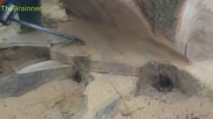 Как Пилят Самые Большие Деревья в Мире, Самая Длинная Бензопила, Как Валят лес Работники