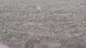 Опытный участок. Состояние посадок чеснока сортов Любаша, Морадо, Ультраранний.