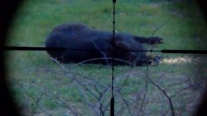 . 22 LR Savage Mark II FV-SR Hog with Tracer