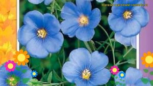 Лен крупноцветковый Небесная лазурь. Краткий обзор, описание linum grandiflorum Nebesnaya lazur'