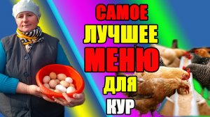 Самое лучшее МЕНЮ для кур.