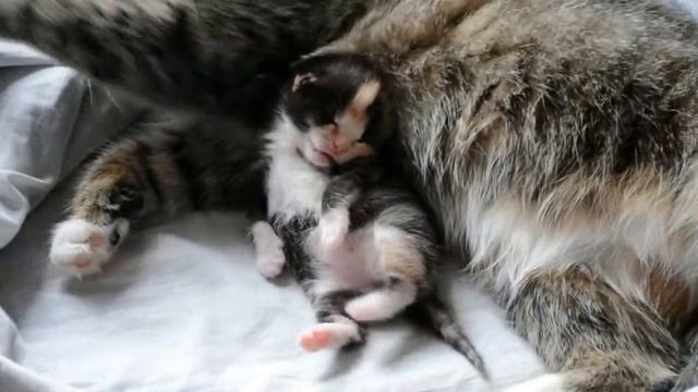 КОТЕНОК ВИДИТ СОН смотреть онлайн