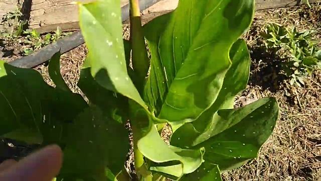 ЦВЕТЕНИЕ РОЗЫ ШОПЕН.КРУПНОЦВЕТКОВАЯ . смотреть онлайн