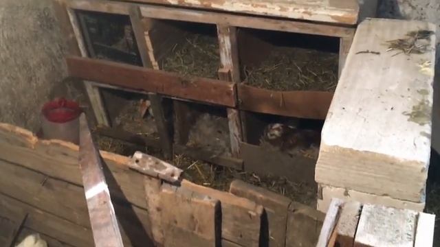 мускусная утка когда она сядет на яйца?/Muscovy duck смотреть онлайн