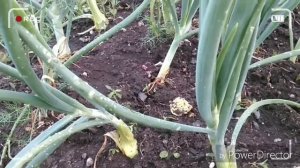 Как избавиться от луковой мухи.Супер средство + подкормка лука.