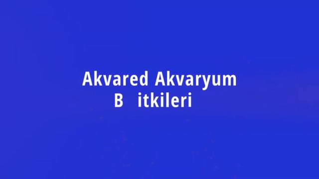 Akvared Akvaryum Bitkileri - Hemianthus callitrichoides 'cuba смотреть онлайн