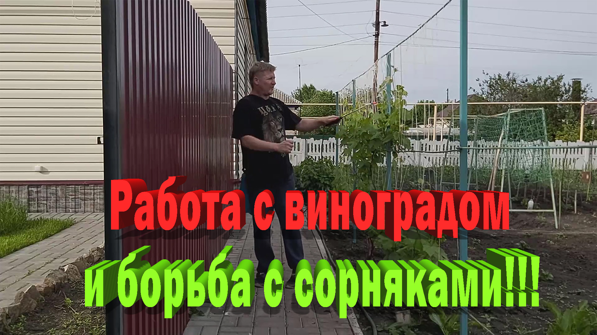 Обработка винограда и другие дела.