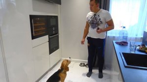 КТО СЪЕЛ ВСЮ ЕДУ ШЕРЛОКА? ЩЕНОК ГОЛОДНЫЙ. БРОС ШОУ ПЕТ