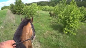 Прогулка на иноходцах