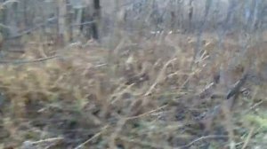 Дорога на Усть-Нарык. 4 Ноября 2019 г.