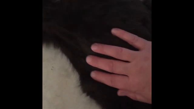 Всё о мэйн кунах. Что надо знать об этих больших кошках. смотреть онлайн