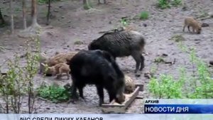 (16+) ДАНО ДОБРО НА ПОЛНЫЙ ОТСТРЕЛ ДИКИХ КАБАНОВ