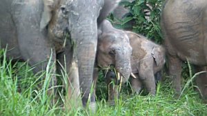 Борнео. Карликовые слоны. Дождевы леса Борнео. Малайзия. Pygmy elephants at Sukau Rainforest Lodge