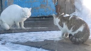 коты собираются дратся