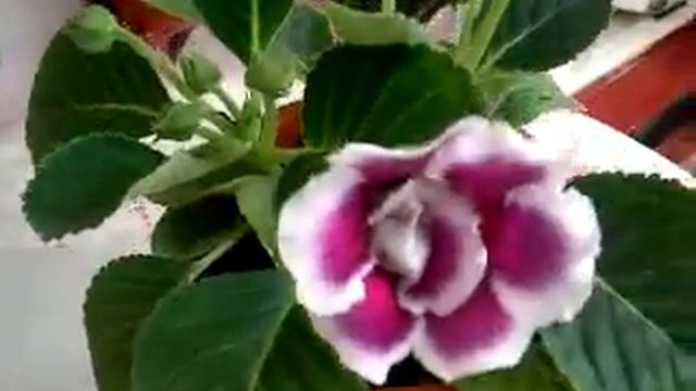 Nuti48-Gloxinii смотреть онлайн