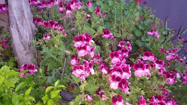 Sphinx Moth nectaring on geranium смотреть онлайн