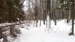 Первый сбор чаги в 2023 году.