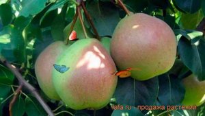 Груша плодовая Десертная Россошанская ? обзор: как сажать, саженцы, крупномеры груши