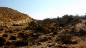 Mountain biking. Israel. Helmoniyot (Sternbergia clusiana - such flowers:)) in the area Yeruham. Хе