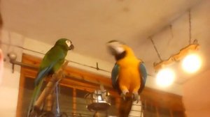 Как разговаривают попугаи. Как выглядят попугаи.