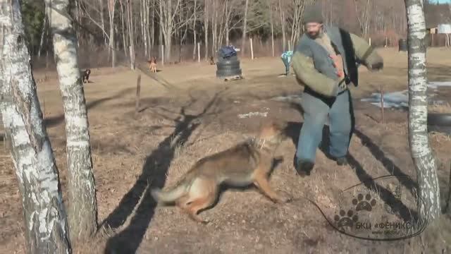 Разный подход к защитной службе в кинологическом спорте _ ДРЕССИРОВКА СОБАК _