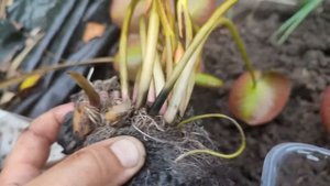 Деление и пересадка нимфей