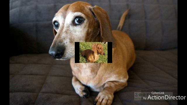 Фото такс смотреть онлайн