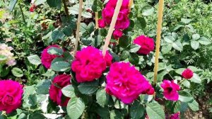 Роза Fisherman's Friend(Друг рыбака..)Д.Остин.(D.Austin)