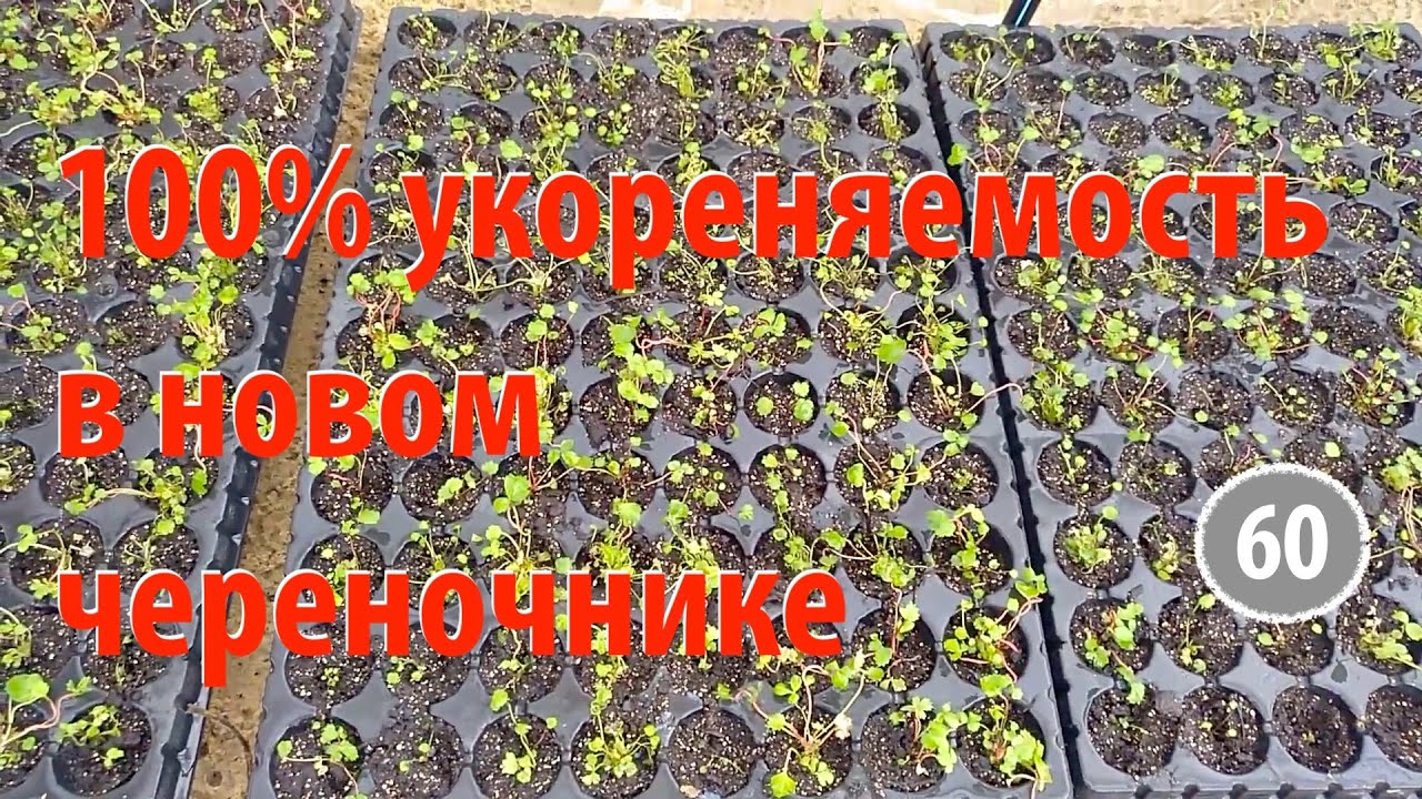 [60] 100% укореняемость в новом череночнике